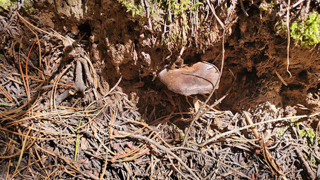 Emigrant Springs Campground