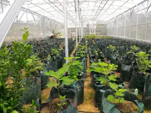 Kebun Buah - Tiga Juhar