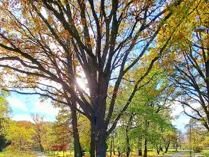 Park Miejski