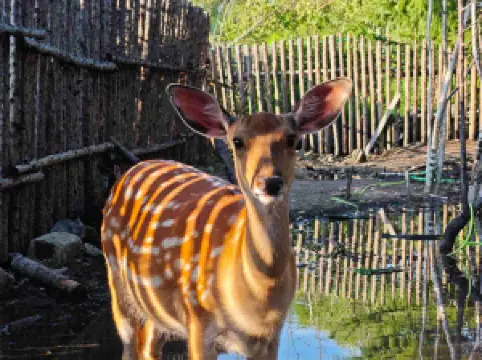 백두산 에델바이스 순록원