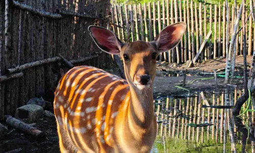 Changbai Mountain Edelweiss Reindeer Park