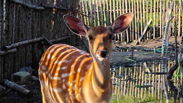 Changbai Mountain Edelweiss Reindeer Park