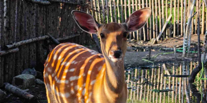 長白山雪絨花馴鹿園
