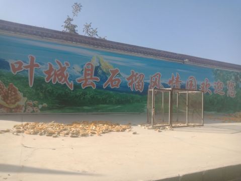 Yecheng County Pomegranate Charm Garden