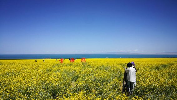 The Most Beautiful Rapeseed Flowers at Qinghai Lake