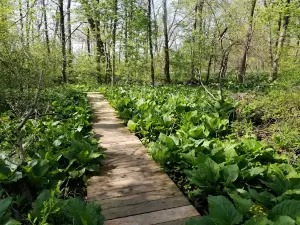 Shrader-Weaver Woods