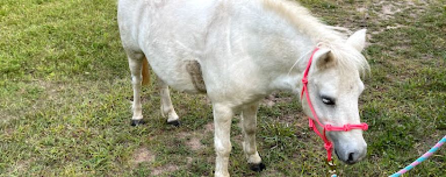 Pony Parties Express