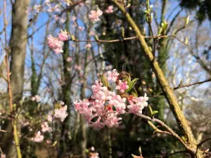 Alcsúti Arboretum Nature Reserves