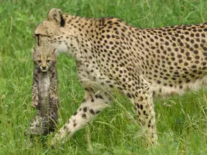Ree Park Safari