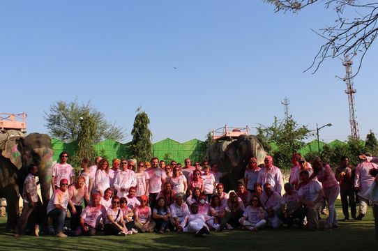 EleJungle