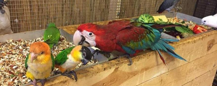Parrot house