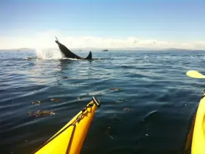Outdoor Odysseys Sea Kayaking