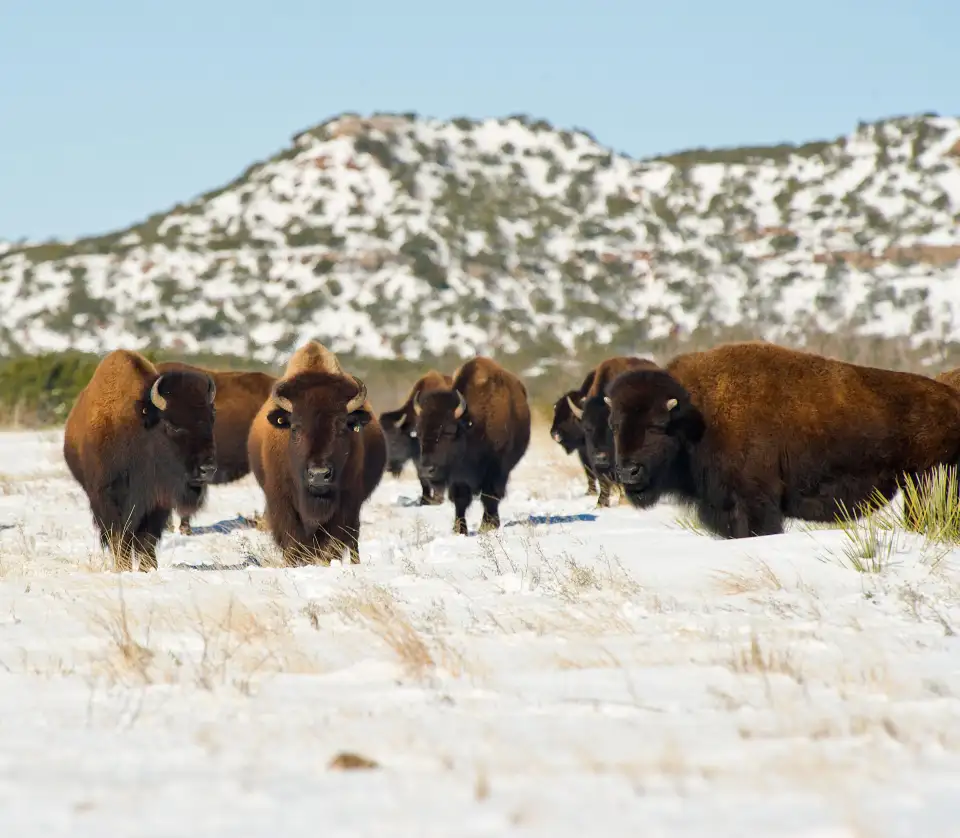 3_Caprock Canyons State Park