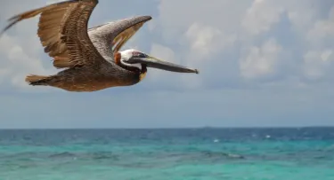 Laughing Bird Caye National Park