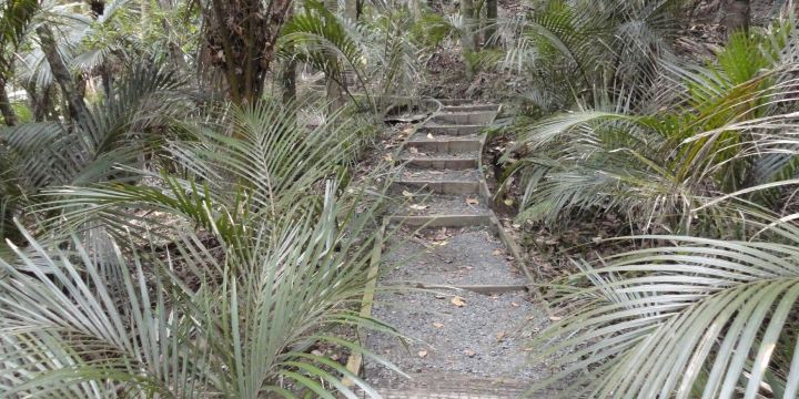 Alice Eaves Scenic Reserve