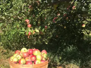 James Fleming Jr Orchard
