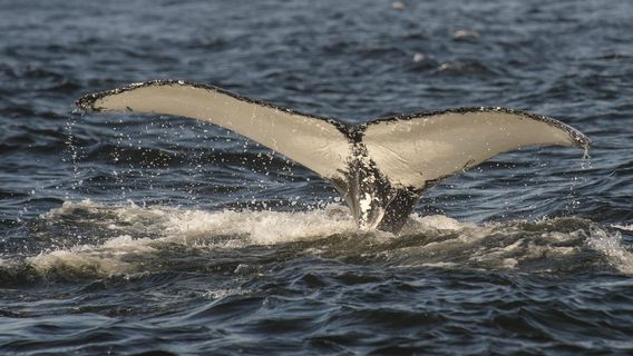 Croisière Baleine Escoumins