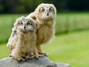 Wildfreizeitpark & Waldseilgarten Oberreith