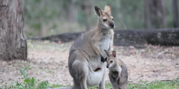 Venman Bushland National Park