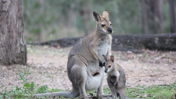 Venman Bushland National Park