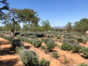 Lavander Farms of Pozos