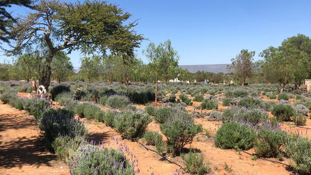 Lavander Farms of Pozos