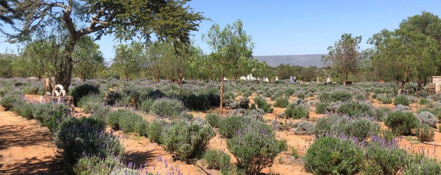 Lavander Farms of Pozos
