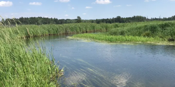 Mississippi Headwaters State Forest