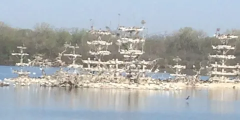 Lake Renwick Heron Rookery Nature Preserve