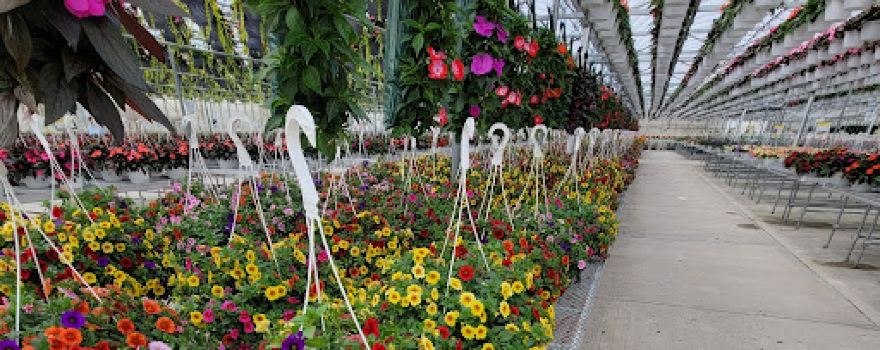 Schwartz's Greenhouse