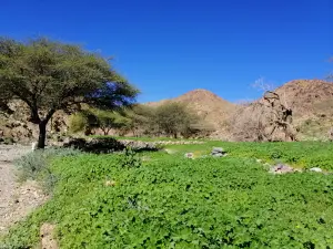 Al Figrah National Park / Viewing Point