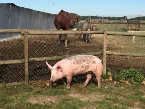 Ferme pédagogique La clé des Champs