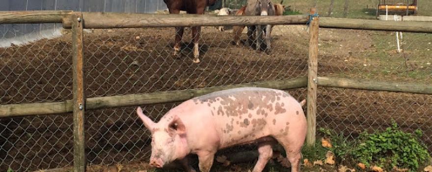 Ferme pédagogique La clé des Champs