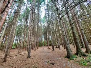 Black Creek Park