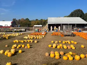 Marlow's Pumpkin Patch