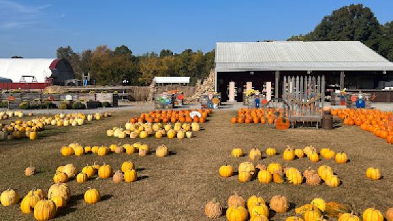 Marlow's Pumpkin Patch