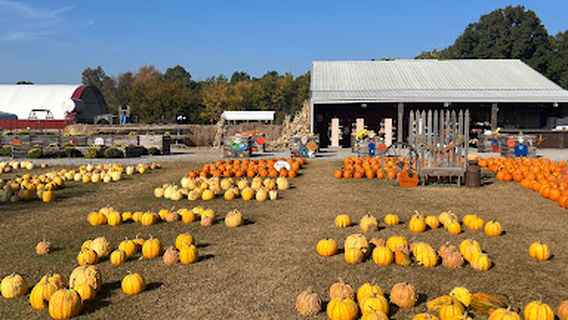 Marlow's Pumpkin Patch