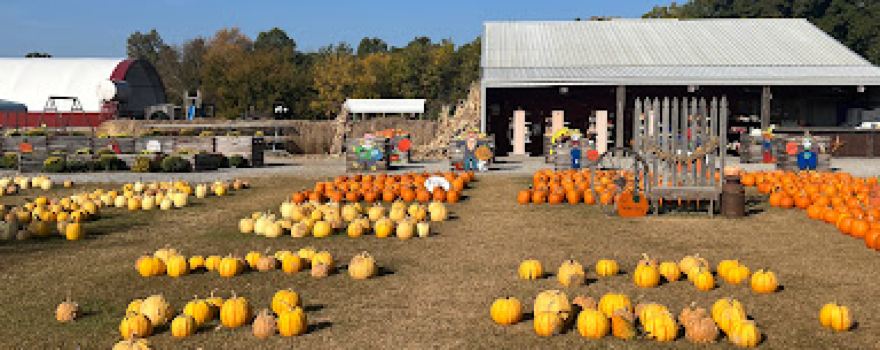 Marlow's Pumpkin Patch