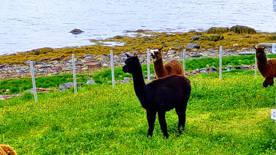 Arctic Alpaca