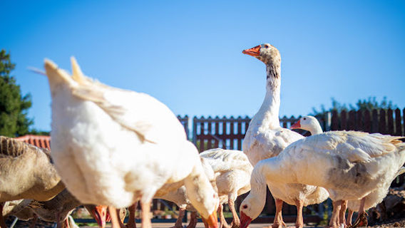 giagias family farm
