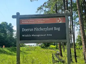 Doerun Pitcherplant Bog Wildlife Management Area