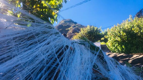 Indi Katupāna (Point of Needles) | ඉඳිකටුපාන
