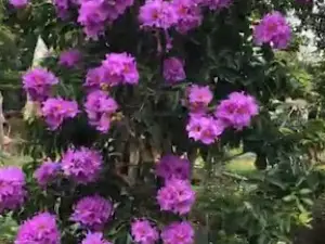Thành phố Long Khánh
