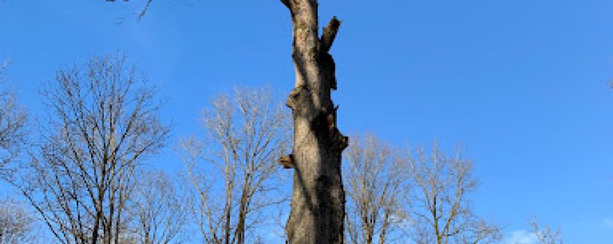 Arbre du Général Cuif