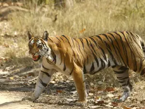 Bandhavgarh Safari