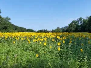 Cap Nature