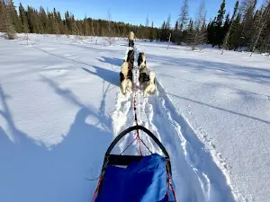 Parc Mahikan, les loups du Nord