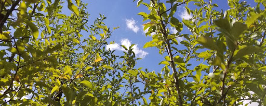 Heinz Orchard