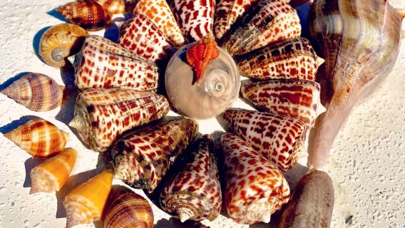 Marco Island Excursions