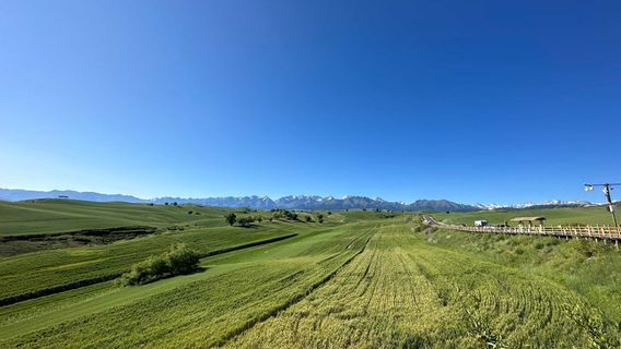 Tianshan Wheat Sea